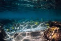 Underwater scene with corals and striped fish. Tropical blue sea Royalty Free Stock Photo