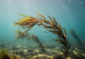 Underwater scene featuring a forest of kelp (Phaeophyceae), gently Royalty Free Stock Photo