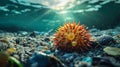Underwater scene featuring vibrant starfish among marine debris and sunlight Royalty Free Stock Photo