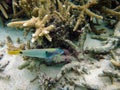 Sealife of Mystery Island, Aneityum, Vanuatu Royalty Free Stock Photo