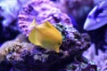 Underwater scene. / Underwater photography of fish being swimming and marine life underwater ocean. Amazing coral reef aquarium