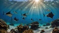 Stunning Spotted Eagle Rays Swimming Above Vibrant Coral Reef in Sunlight Royalty Free Stock Photo