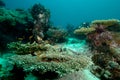 Underwater scene schooling fish aceh indonesia scuba Royalty Free Stock Photo