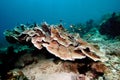 Underwater scene schooling fish aceh indonesia scuba Royalty Free Stock Photo