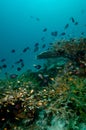 Underwater scene schooling fish aceh indonesia scuba Royalty Free Stock Photo