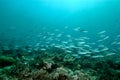 Underwater scene schooling fish aceh indonesia scuba Royalty Free Stock Photo