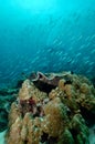 Underwater scene schooling fish aceh indonesia scuba Royalty Free Stock Photo