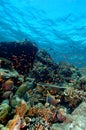 Underwater scene schooling fish aceh indonesia scuba Royalty Free Stock Photo