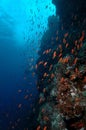 Underwater scene schooling fish aceh indonesia scuba Royalty Free Stock Photo