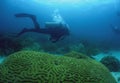 underwater scene , scuba diver and brain coral Royalty Free Stock Photo