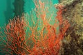 Underwater scene with Sea Fan or Gorgonia coral . Biodiversity of coral reef ecosystem Royalty Free Stock Photo