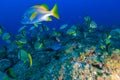 Underwater scene with a shoal of yellow tropical fish