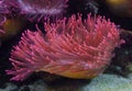 Underwater scene showcasing a vibrant Actiniaria, a Sea Anemone with a wide variety of aquatic life