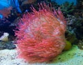 Underwater scene showcasing a vibrant Actiniaria, a Sea Anemone with a wide variety of aquatic life