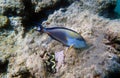 Underwater scene with Sohal, the King of the Surgeonfishes - Acanthurus Sohal Royalty Free Stock Photo