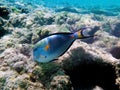 Underwater scene with Sohal, the King of the Surgeonfishes - Acanthurus Sohal Royalty Free Stock Photo