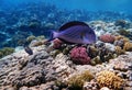 Underwater scene with Sohal, the King of the Surgeonfishes - Acanthurus Sohal Royalty Free Stock Photo