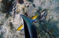 Underwater scene with Sohal, the King of the Surgeonfishes - Acanthurus Sohal Royalty Free Stock Photo