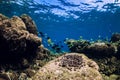 Underwater scene with stones and tropical fish. Wild life in blue ocean