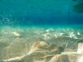 Underwater scene in tropical sandy beach, Koufonisi island, Crete. Royalty Free Stock Photo