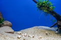 Underwater Scene - Tropical Seabed With wood and seashells, copy space