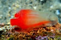 Underwater scene of vase sea squirt - Ciona intestinalis Royalty Free Stock Photo