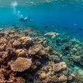 Underwater scene of a vibrant coral reef teeming with marine life. A diverse array