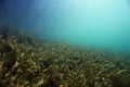 Underwater scenery in the river Royalty Free Stock Photo