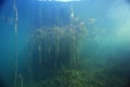Underwater scenery in the river Royalty Free Stock Photo