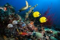 Underwater scenic moment with satlwater reef fishes Royalty Free Stock Photo