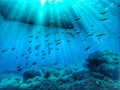 Underwater school of fish underneath a boat