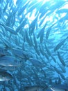 Underwater school of trevally fish Royalty Free Stock Photo