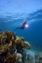 Underwater : Scuba-Diver & coral reef