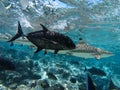 Underwater sea creatures sharks and fishes in Tahiti Royalty Free Stock Photo