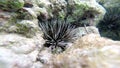 Underwater: Sea hedgehog (Phylum Echinodermata), close-up