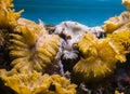 Underwater sea landscape background, a rock fully overgrown with sea coral and anemones Royalty Free Stock Photo