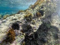 UNDERWATER sea level photo of the Aponissos beach, Agistri island, Saronic Gulf, Attica, Greece Royalty Free Stock Photo