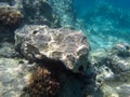 UNDERWATER sea level photo of the Aponissos beach, Agistri island, Saronic Gulf, Attica, Greece Royalty Free Stock Photo