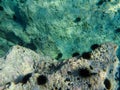 UNDERWATER sea level photo of the Aponissos beach, Agistri island, Saronic Gulf, Attica, Greece Royalty Free Stock Photo