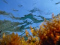 UNDERWATER sea level photo. Colorful seaweed from marine life of the Agia Kyriaki beach in Kyparissi Laconia, Greece.