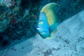 Tropical portrait of colourful fish Royalty Free Stock Photo