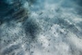 Underwater sea life with school of fish on sandy sea bottom in ocean Royalty Free Stock Photo