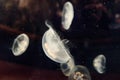 Underwater sea life - white jellyfish swimming Royalty Free Stock Photo