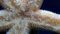 Underwater sea ocean aquarium starfish osculum Asteroidea star arm tip Royalty Free Stock Photo