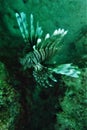 Florida Keys LionFish Coral Reef Royalty Free Stock Photo
