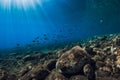 Underwater sea with stones bottom and school of fish. Sun rays underwater in blue ocean in Hawaii