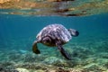 Underwater Sea Turtle Royalty Free Stock Photo