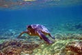 Underwater Sea Turtle in Hawaii Royalty Free Stock Photo