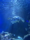 Underwater sea turtle Royalty Free Stock Photo