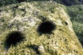 Underwater Sea Urchins on a Rock